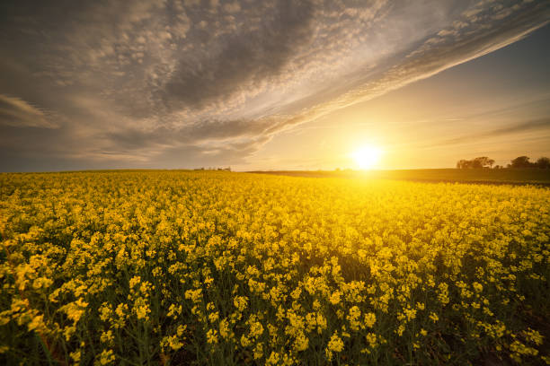 istock Yellow oilseed rape field under the blue bright sky with sun 670731830
