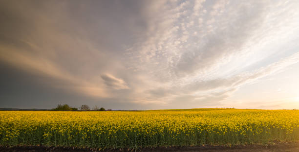 istock Yellow oilseed rape field under the blue bright sky with sun 670731854