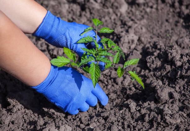 istock Plant tomato planted in the ground 670741252