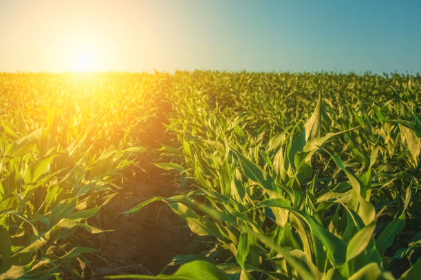 la giornata estiva mette in evidenza il campo agricolo, che sta crescendo in file ordinate, alto, verde, mais dolce - sorgo foto e immagini stock