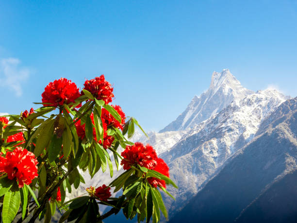 spring landscape in Nepal stock photo