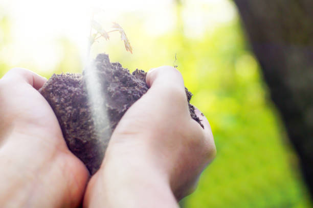 istock Female hands holding soil and plant, closeup a 670755130
