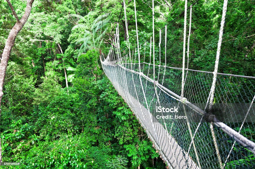 Canopy Walkway Borneo Rainforest Canopy Walkway Borneo Malaysia Danum Valley Stock Photo