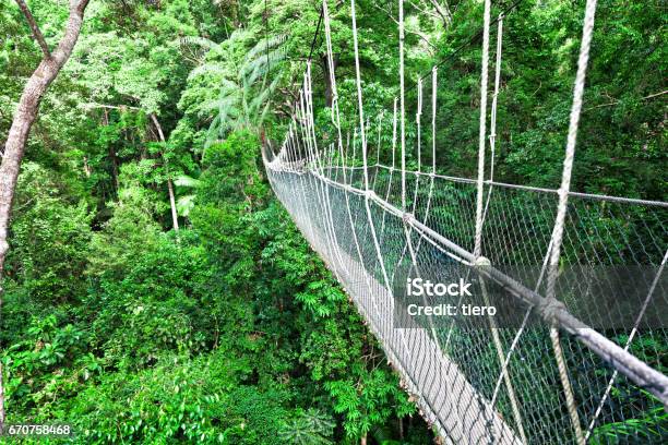 Canopy Walkway Borneo Stock Photo - Download Image Now - Danum Valley, Adventure, Bridge - Built Structure