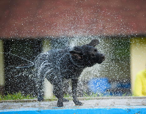 Wet labrador retriever splashing water