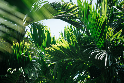 Tropical coconut palm trees frame with clear blue sky as copy space background