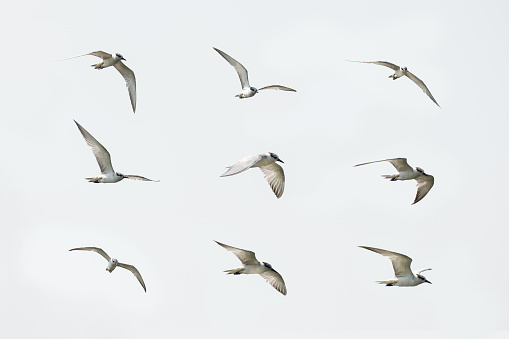 White-winged Tern, Small seagull in flying action