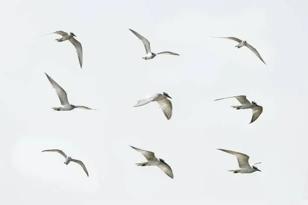 Photo of White-winged Tern, Small seagull in flying action
