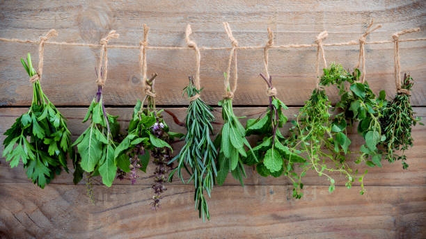 Assorted hanging herbs ,parsley ,oregano,mint,sage,rosemary,sweet basil,holy basil,  and thyme for seasoning concept on rustic old wooden background. Assorted hanging herbs ,parsley ,oregano,mint,sage,rosemary,sweet basil,holy basil,  and thyme for seasoning concept on rustic old wooden background. herbal medicine stock pictures, royalty-free photos & images