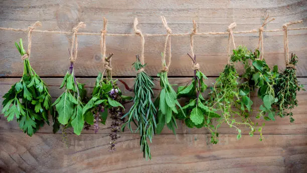 Photo of Assorted hanging herbs ,parsley ,oregano,mint,sage,rosemary,sweet basil,holy basil,  and thyme for seasoning concept on rustic old wooden background.