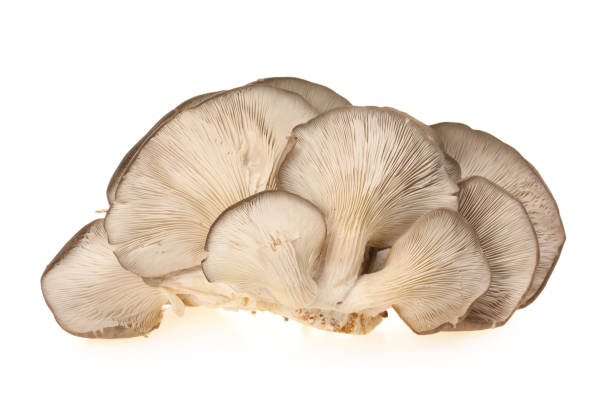 istock Oyster mushroom  on white background 670765390