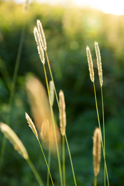 flores silvestres  - barley grass fotos - fotografias e filmes do acervo