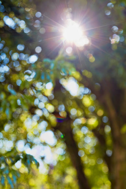 istock Bright afternoon in the forest, abstract environmental background 670766686