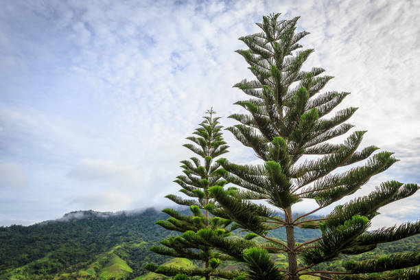 istock Beautiful pine trees on background high mountains 670781846