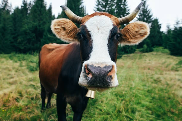istock Funny cow on a meadow in forest 670785624