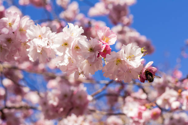 istock Full bloom in springtime of cherry blossom trees 670785750