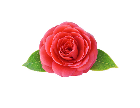 Camellia, isolated on white background. Spring Japanese flower with a saturated red color. Bouquet of red camellia all elements are isolated and editable. Camellia brooch, sticker, patch