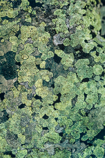 istock Green moss on the stone background 670785858