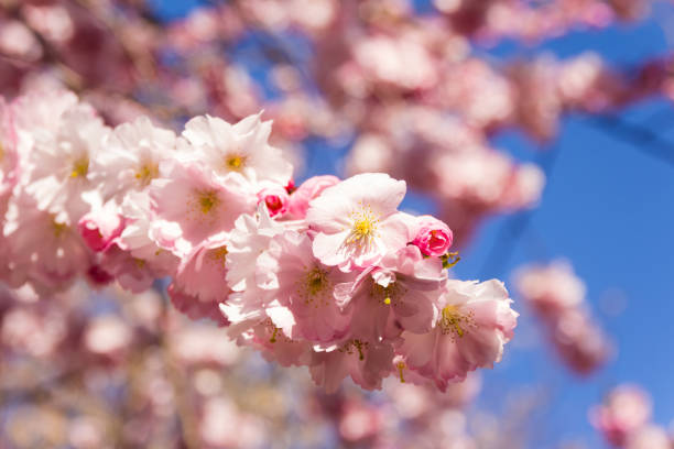 istock Full bloom in springtime of cherry blossom trees 670785862