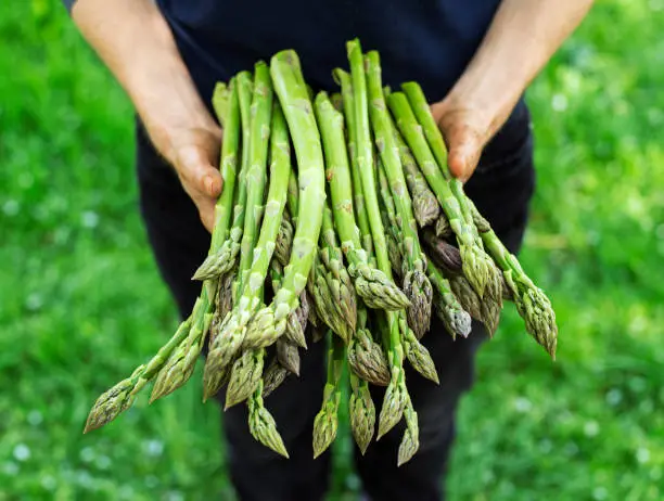 Farmer holding freshly picked green asparagus close up