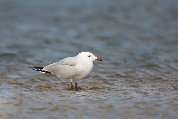 istock Adult Audouin's Gull standing in water 670785986