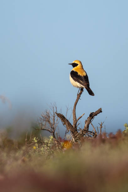 Male Black-eared Wheatear perched A male Western Black eared Wheatear (Oenanthe hispanica) perched, against a pale blue sky  with a blurred, natural foreground, Andalusia, Spain oenanthe hispanica stock pictures, royalty-free photos & images
