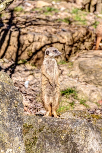 istock Meerkat is watching around on a rock 670789100