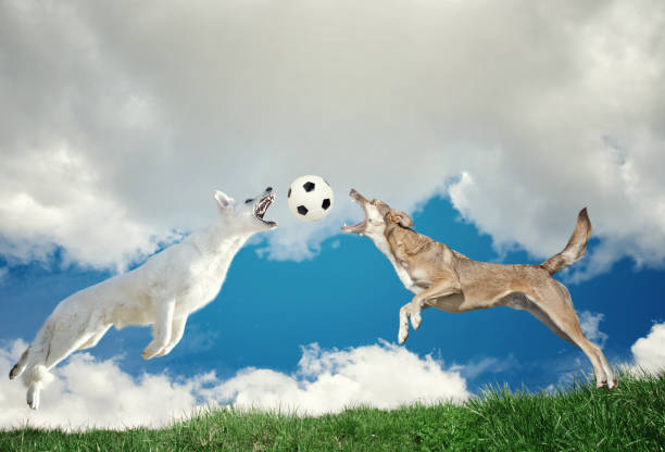 White hunting dog leaping into the air in Lleida, Catalonia, Spain