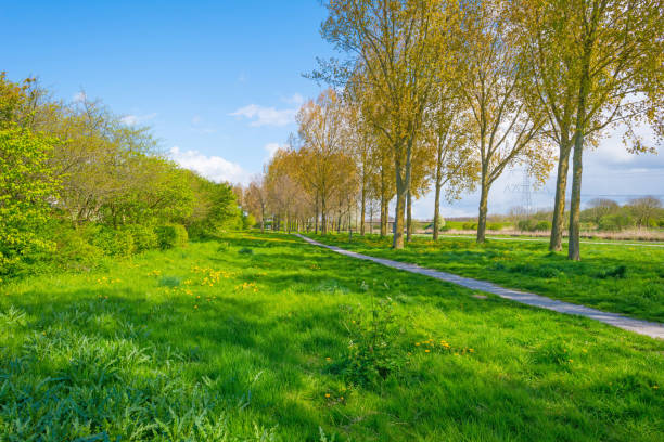 istock Row of trees in a field along a canal in spring 670793300