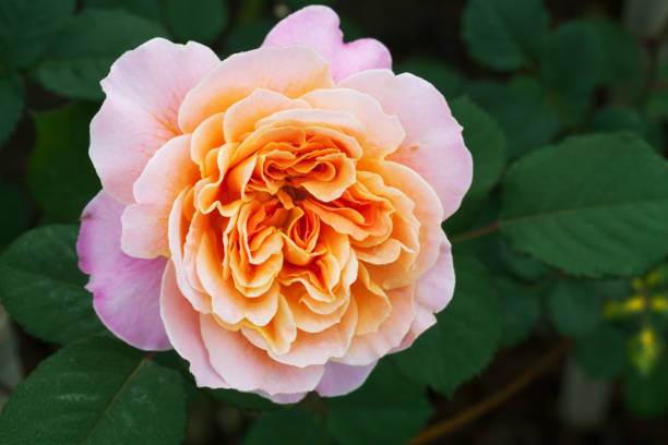 istock pink rose blooming in the garden 670796760
