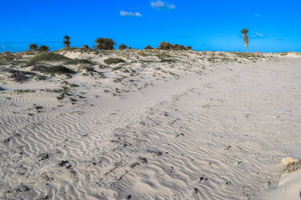 istock Wild beach in Tunisia. Djerba island 670799792
