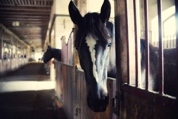 istock horses in their stalls, high noise, vintage effect 670799830