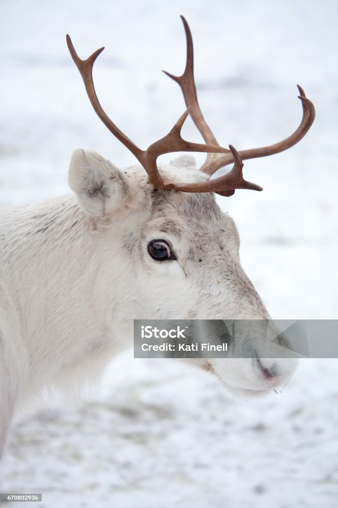 Reindeer Reindeer outside in reindeer park Reindeer Stock Photo