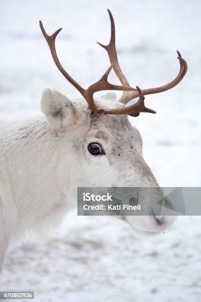 Reindeer Stock Photo - Download Image Now - Reindeer, Scandinavia, Scandinavian Culture