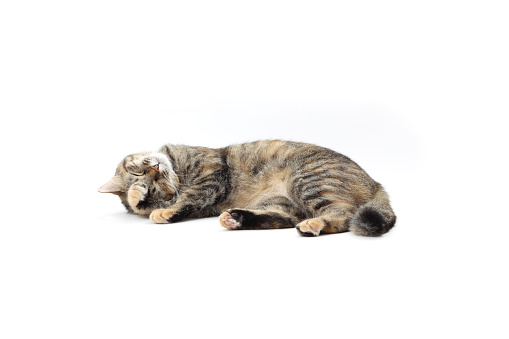 The mixed breed tabby cat on the whit background.
