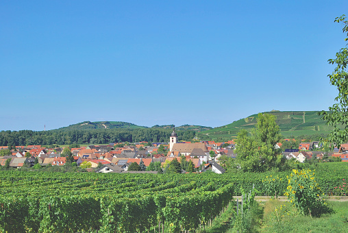 Vineyards above small town with a view towards Kaiserstuhl mountain range. Summer, Germany.