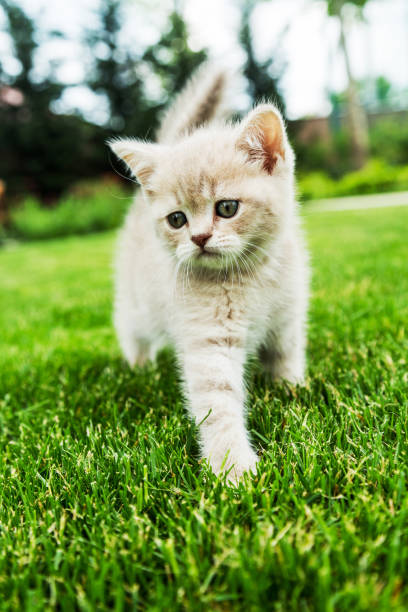 istock Cute kitten on the green grass. 670806270