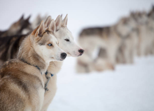 huskies - kati zdjęcia i obrazy z banku zdjęć