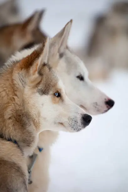 Huskies resting outdoors before sled ride