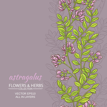 astragalus plant vector pattern on color background