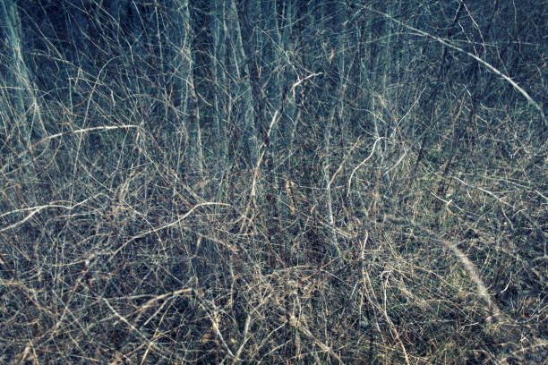 istock Bushes and trees stem in blue tinted color 670815166