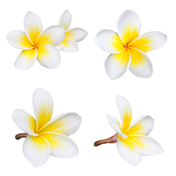 istock frangipani flower isolated on white background 670815204