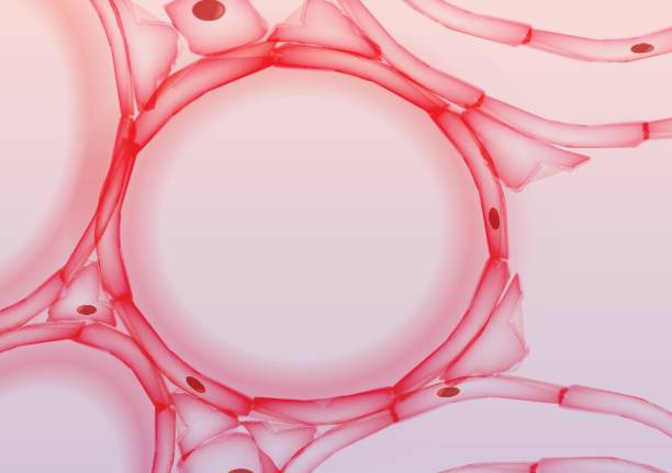 Alveoli in Lungs Tissue Slice, Cross section - Vector Illustration vector art illustration