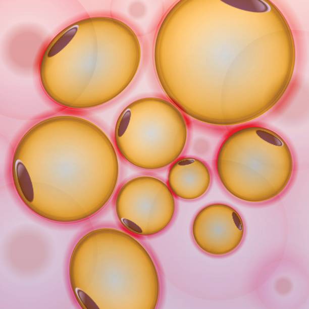 Adipose tissue, Fat Cells, Adipocytes - Vector Illustration vector art illustration