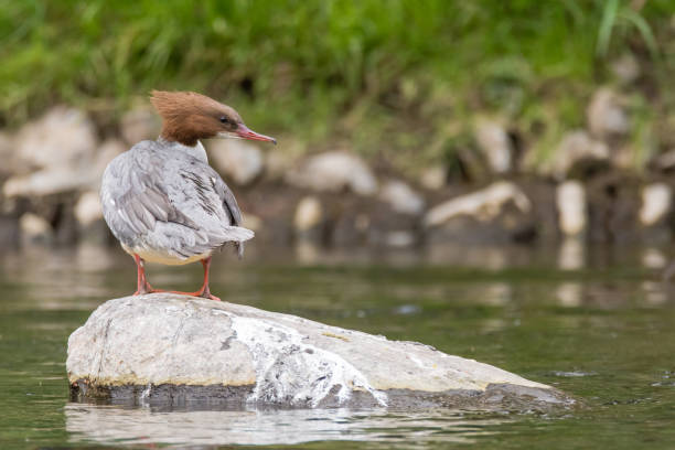 istock Goosander (Mergus merganser) female on rock 670821654