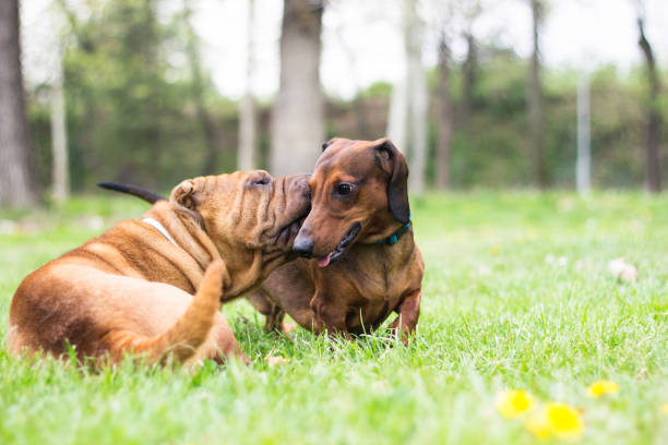 Dogs playing Dogs playing, Dachshund and Sharpei mini shar pei puppies stock pictures, royalty-free photos & images