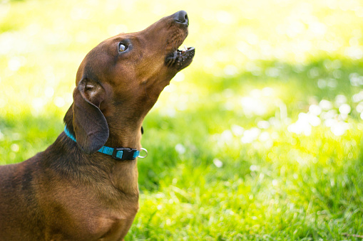 Dachshund dog howling , in the park