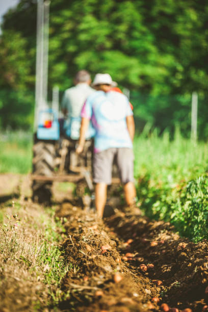 istock Farmer Harvesting Organic Potato With Tractor 670825730