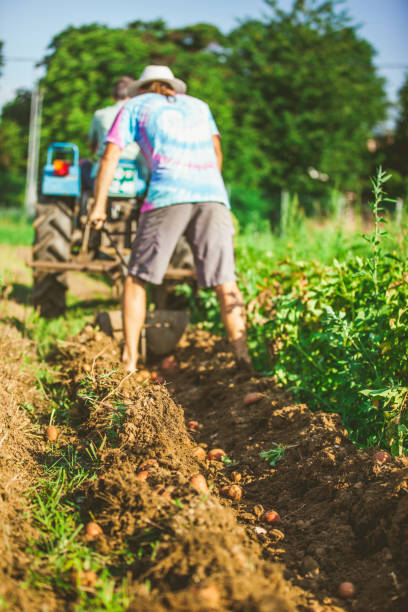 istock Farmer Harvesting Organic Potato With Tractor 670825736