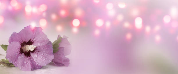 pink hibiscus - textraum imagens e fotografias de stock